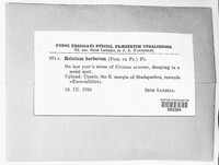 Calycina herbarum image
